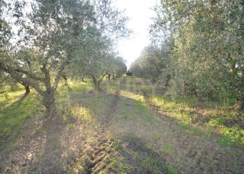 DSC_0102.JPG - Terreno agricolo Strada del Querciolo 125, Grosseto - foto 23