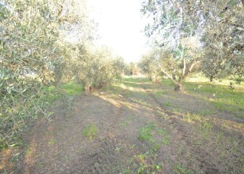 DSC_0104.JPG - Terreno agricolo Strada del Querciolo 125, Grosseto - foto 25
