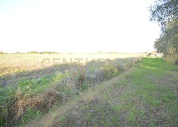 DSC_0115.JPG - Terreno agricolo Strada del Querciolo 125, Grosseto - foto 28