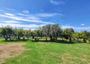 IMG_20250829_145005.jpg - Casale località filare, Gavorrano - foto 6