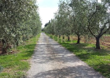 ingresso.jpg - Casale Strada Pedemontana snc, Capalbio - foto 9