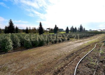 2023_12_20231219183050-816184-9.jpg - Terreno agricolo Pistoia - foto 8