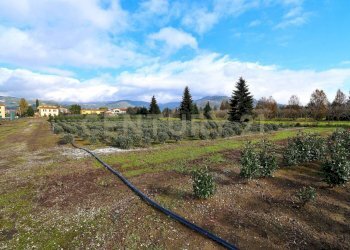 2023_12_20231219183112-816184-12.jpg - Terreno agricolo Pistoia - foto 11