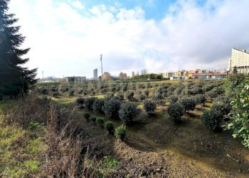 2023_12_20231219183205-816184-17.jpg - Terreno agricolo Pistoia - foto 15