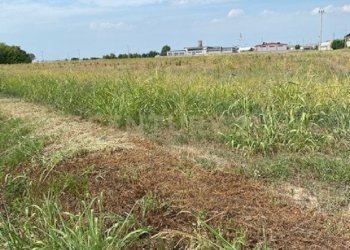 5.jpg - Terreno edificabile Via le Cassere, Oppeano - foto 5