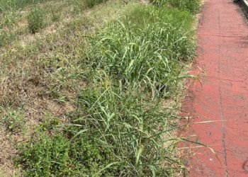 7.jpg - Terreno edificabile Via le Cassere, Oppeano - foto 7