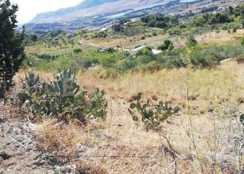 IMG-20250905-WA0004.jpg - Terreno agricolo Contrada Saravulli San Mercurio  snc, Piana degli Albanesi - foto 3