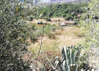 IMG-20250905-WA0007.jpg - Terreno agricolo Contrada Saravulli San Mercurio  snc, Piana degli Albanesi - foto 7