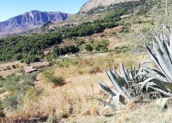 IMG-20250905-WA0009.jpg - Terreno agricolo Contrada Saravulli San Mercurio  snc, Piana degli Albanesi - foto 10