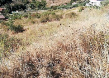 IMG-20250905-WA0013.jpg - Terreno agricolo Contrada Saravulli San Mercurio  snc, Piana degli Albanesi - foto 8