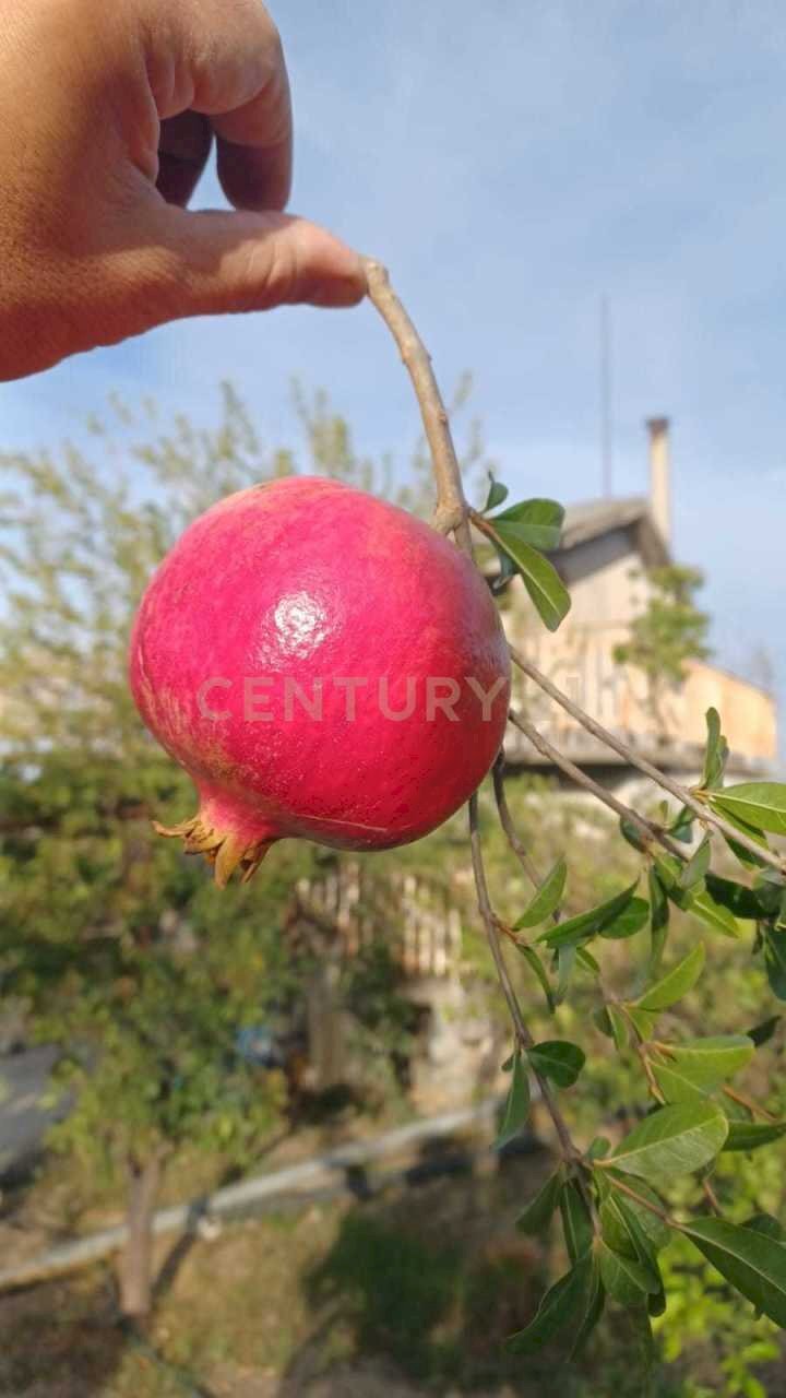 1.jpg - Terreno agricolo Contrada Agnelleria, Belpasso - foto 3