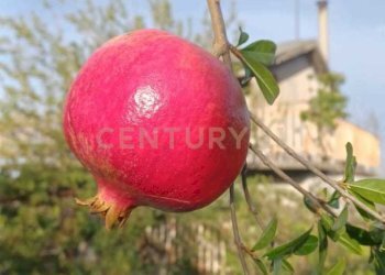 1.jpg - Terreno agricolo Contrada Agnelleria, Belpasso - foto 3