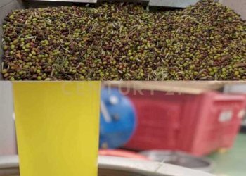 2.jpg - Terreno agricolo Contrada Agnelleria, Belpasso - foto 4