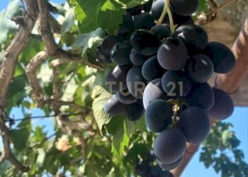 3.jpg - Terreno agricolo Contrada Agnelleria, Belpasso - foto 5