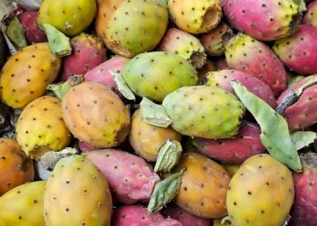 4.jpg - Terreno agricolo Contrada Agnelleria, Belpasso - foto 6