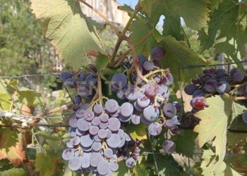 5.jpg - Terreno agricolo Contrada Agnelleria, Belpasso - foto 7