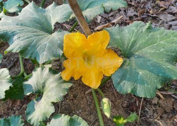 6.jpg - Terreno agricolo Contrada Agnelleria, Belpasso - foto 8