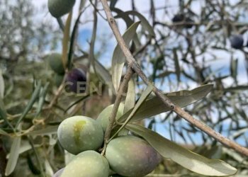 7.jpg - Terreno agricolo Contrada Agnelleria, Belpasso - foto 9