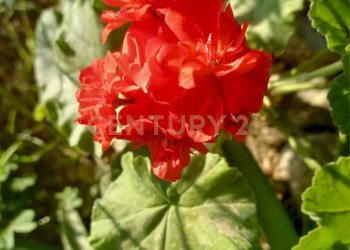 9.jpg - Terreno agricolo Contrada Agnelleria, Belpasso - foto 11