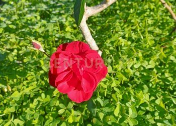 11.jpg - Terreno agricolo Contrada Agnelleria, Belpasso - foto 13