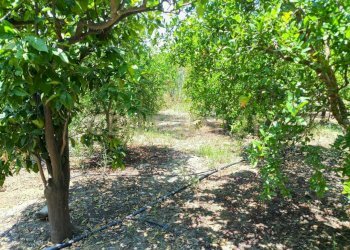 13.jpg - Terreno agricolo Contrada Agnelleria, Belpasso - foto 15