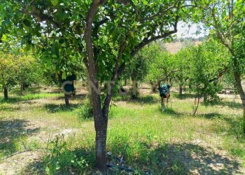 25.jpg - Terreno agricolo Contrada Agnelleria, Belpasso - foto 22