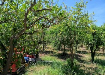 28.jpg - Terreno agricolo Contrada Agnelleria, Belpasso - foto 24
