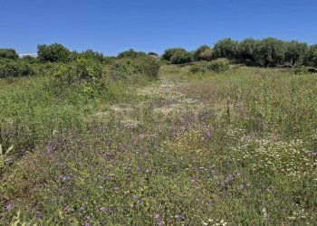 20250603_133656.jpg - Terreno agricolo Vico Agatino De Marco, Gravina di Catania - foto 21
