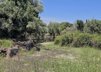 20250603_133708.jpg - Terreno agricolo Vico Agatino De Marco, Gravina di Catania - foto 22