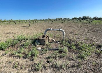 IMG-20250613-WA0009.jpg - Agricultural land Strada Provinciale 104 snc, Lentini - photo 5