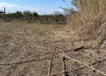 IMG-20250613-WA0010.jpg - Agricultural land Strada Provinciale 104 snc, Lentini - photo 6