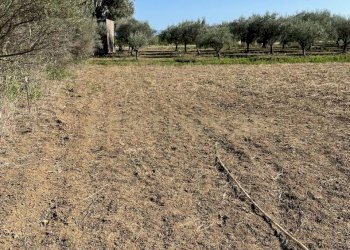 IMG-20250613-WA0011.jpg - Agricultural land Strada Provinciale 104 snc, Lentini - photo 7