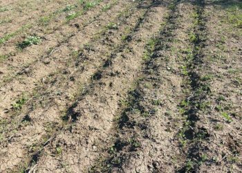 IMG-20250613-WA0012.jpg - Agricultural land Strada Provinciale 104 snc, Lentini - photo 8