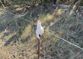 IMG-20250613-WA0013.jpg - Agricultural land Strada Provinciale 104 snc, Lentini - photo 10