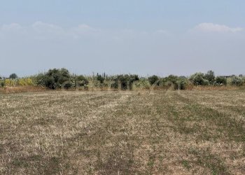 IMG-20250613-WA0016.jpg - Agricultural land Strada Provinciale 104 snc, Lentini - photo 11