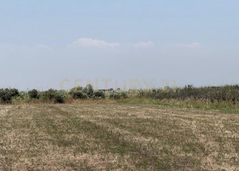 IMG-20250613-WA0017.jpg - Agricultural land Strada Provinciale 104 snc, Lentini - photo 12