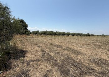 IMG-20250613-WA0020.jpg - Agricultural land Strada Provinciale 104 snc, Lentini - photo 19