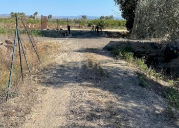 IMG-20250613-WA0024.jpg - Agricultural land Strada Provinciale 104 snc, Lentini - photo 17