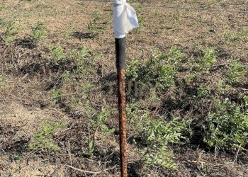 IMG-20250613-WA0025.jpg - Agricultural land Strada Provinciale 104 snc, Lentini - photo 18