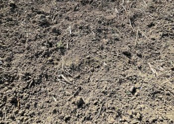 IMG-20250613-WA0026.jpg - Agricultural land Strada Provinciale 104 snc, Lentini - photo 16