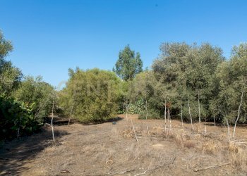 2024_07_20240718233208-875825-14.jpg - Terreno edificabile CONTRA FURERIA snc, Belpasso - foto 14