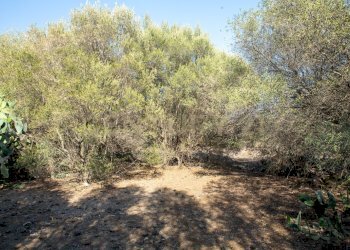 2024_07_20240718233211-875825-15.jpg - Terreno edificabile CONTRA FURERIA snc, Belpasso - foto 15