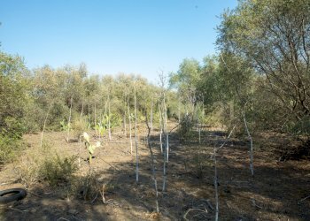 2024_07_20240718233216-875825-17.jpg - Terreno edificabile CONTRA FURERIA snc, Belpasso - foto 17