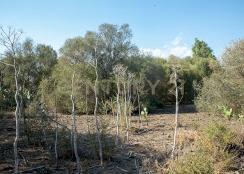 2024_07_20240718233225-875825-20.jpg - Terreno edificabile CONTRA FURERIA snc, Belpasso - foto 20