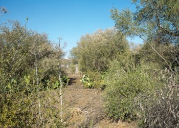 2024_07_20240718233228-875825-21.jpg - Terreno edificabile CONTRA FURERIA snc, Belpasso - foto 21