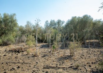 2024_07_20240718233234-875825-23.jpg - Terreno edificabile CONTRA FURERIA snc, Belpasso - foto 23