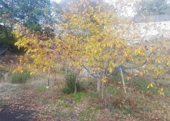 20.jpg - Terreno edificabile Contrada Regala Regaridda, Nicolosi - foto 21