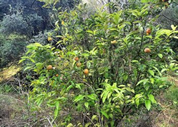 WhatsApp Image 2025-04-21 at 09.54.25 (1).jpeg - Terreno edificabile Via Palermo, Catania - foto 1