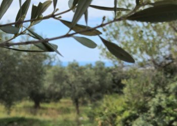 20250320_120640.jpg - Casale sentiero Degli Infreschi, Camerota - foto 2