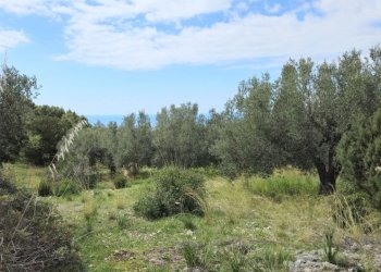 20250320_120754.jpg - Casale sentiero Degli Infreschi, Camerota - foto 9